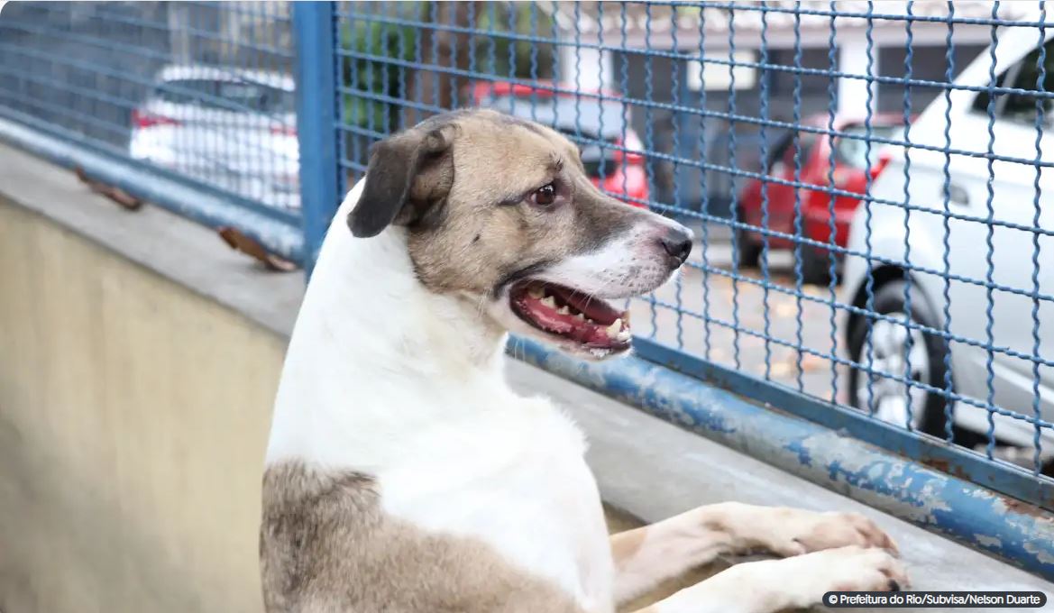 Capa: Presídios terão canis e gatis como ferramenta de ressocialização