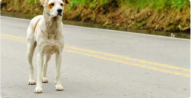 Capa: Motorista que abandonar animal em via pública pode ter CNH cassada