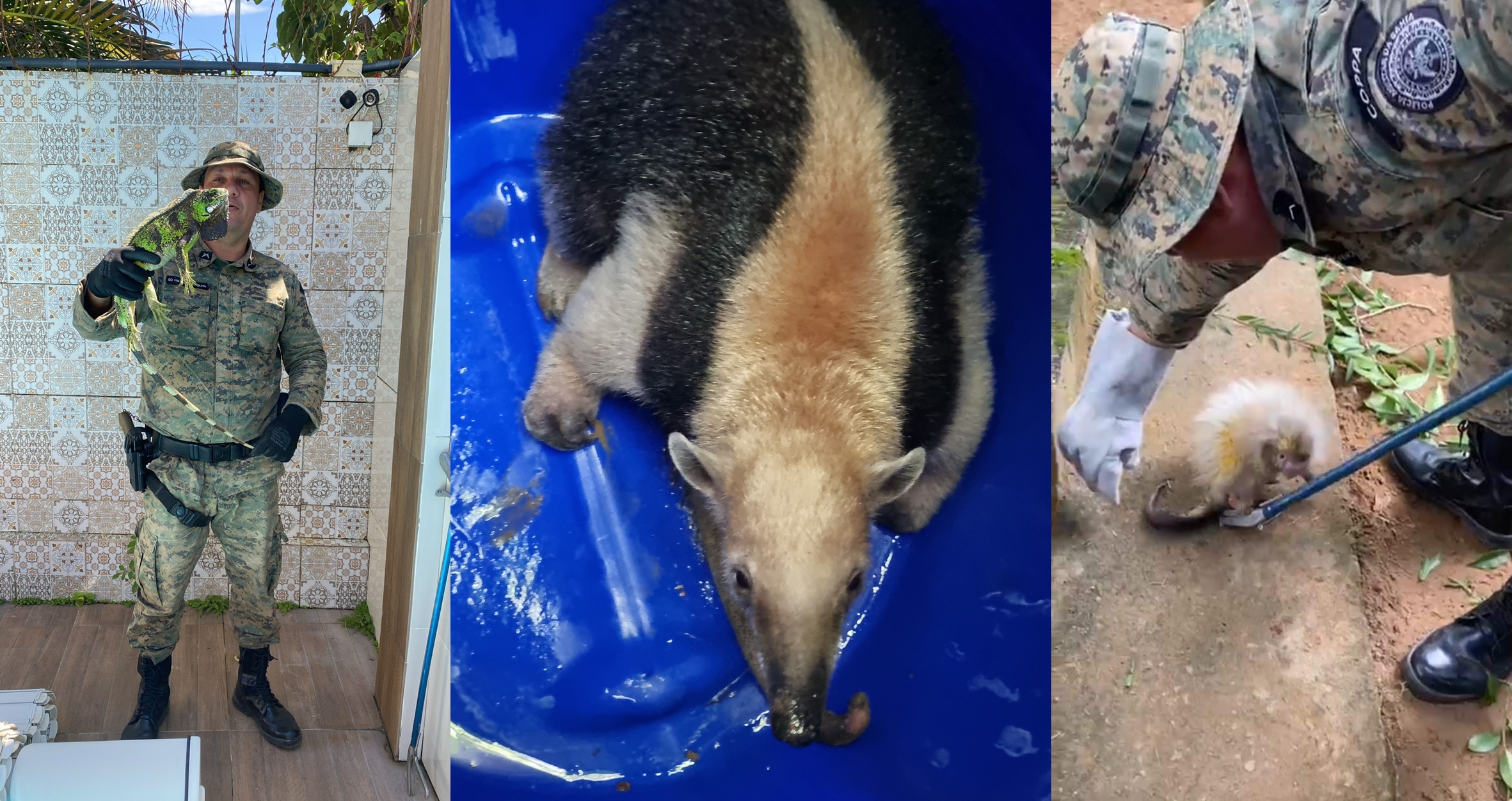 Capa: Polícia Militar resgata tamanduá, iguana, ouriço e jibóia em Salvador