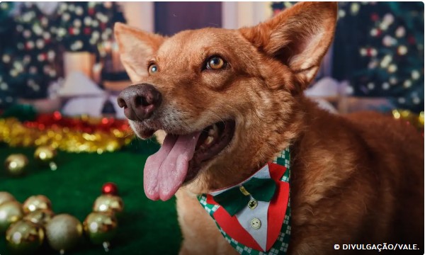 Capa: Animais domésticos terão direito a RG com cadastro nacional