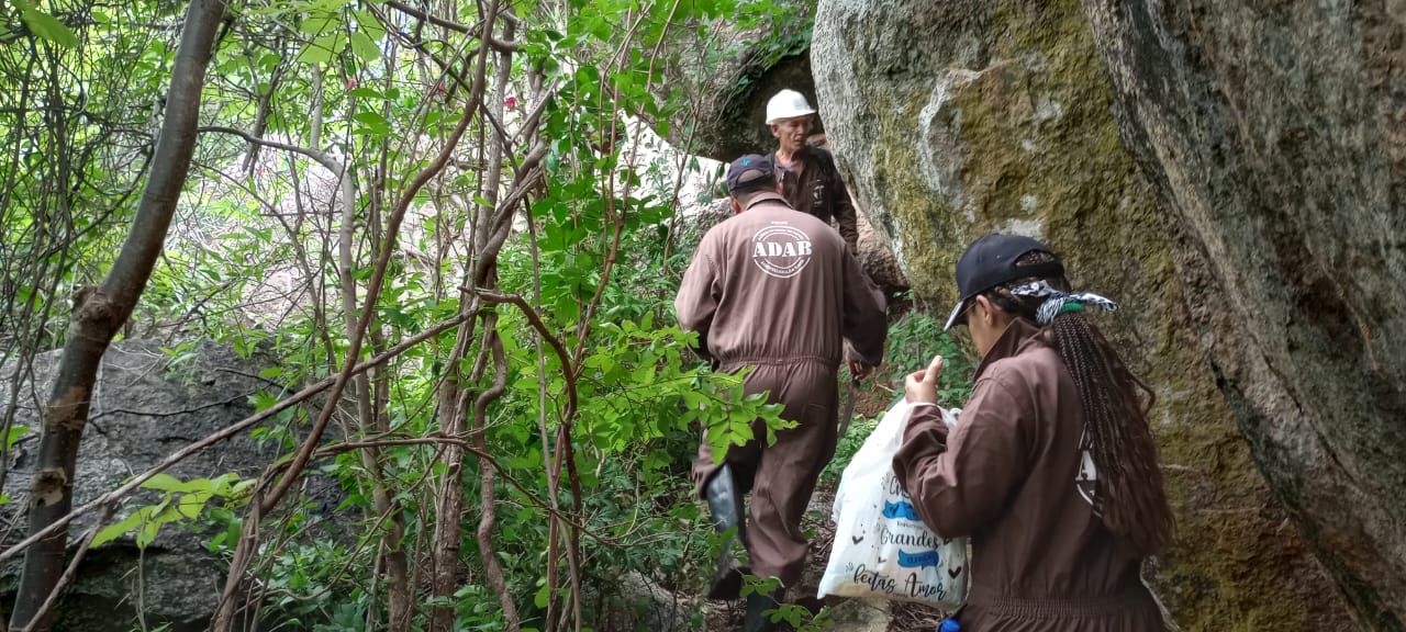 Capa: Adab monitora abrigos de morcegos hematófagos para evitar novos focos da Raiva animal no estado